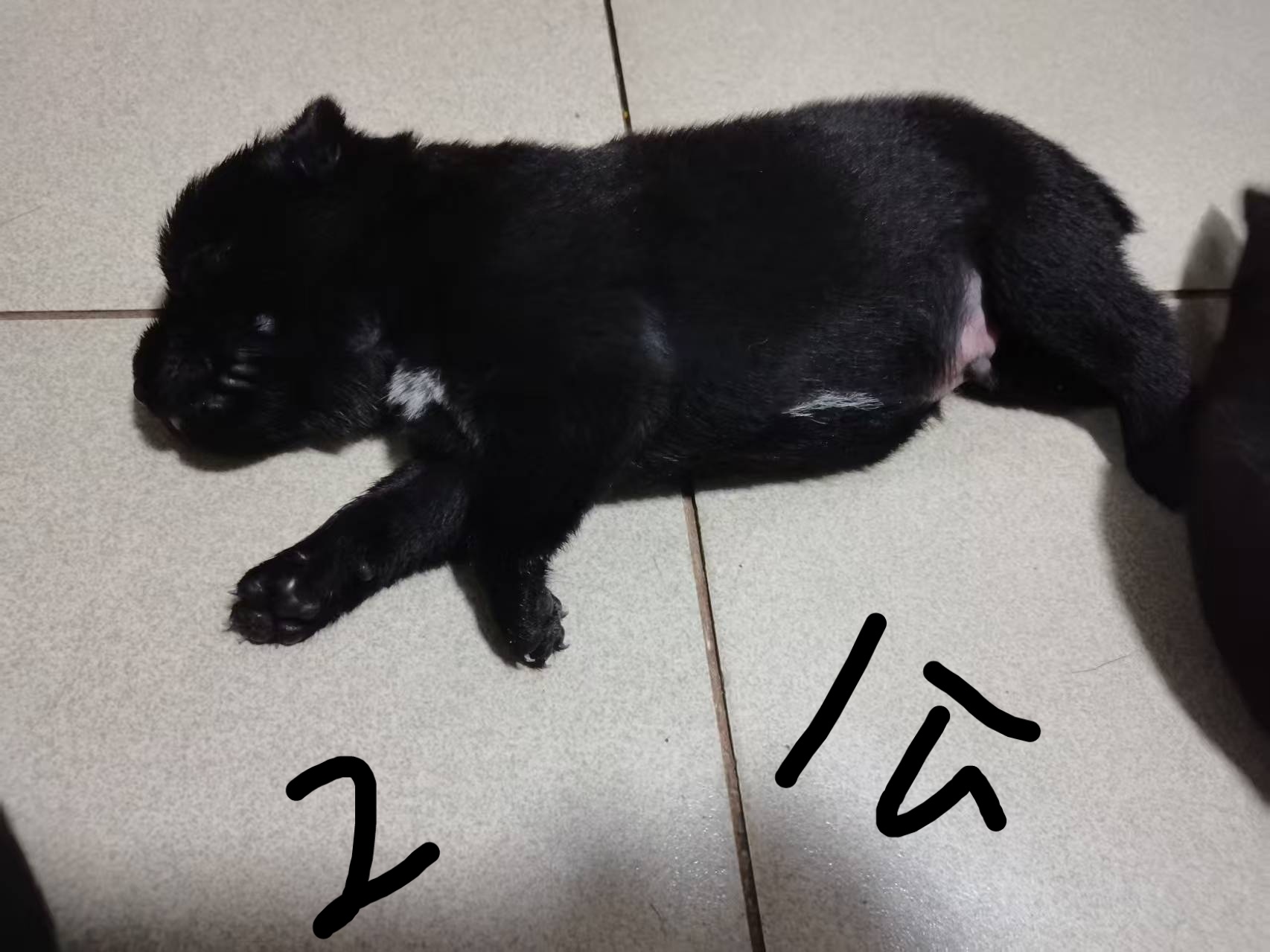 中华田园犬